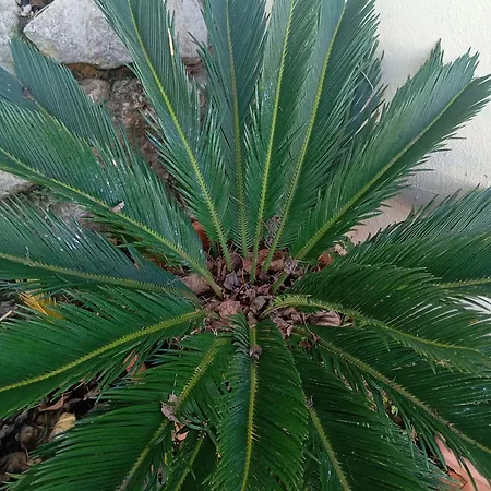 Dinocamp منزل ريفي