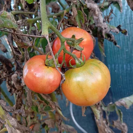 Dinocamp منزل ريفي