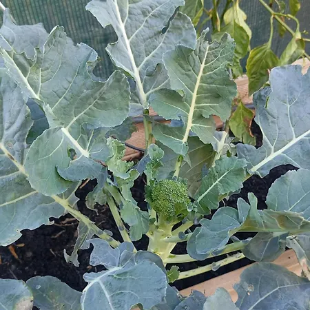 منزل ريفي Dinocamp *