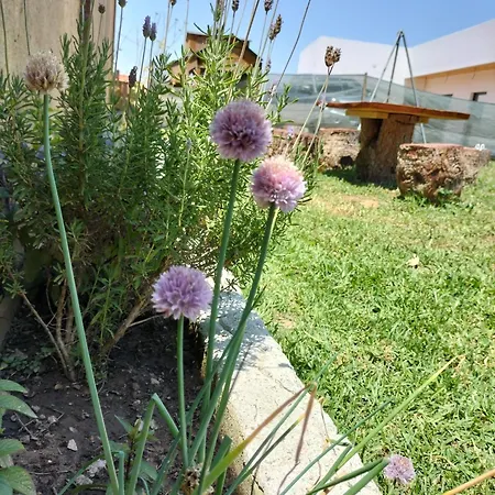 Dinocamp 乡村民宿