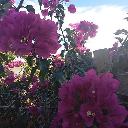 Dinocamp 乡村民宿 劳林哈