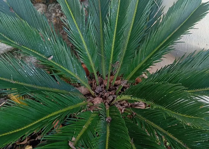 Dinocamp Casa di campagna