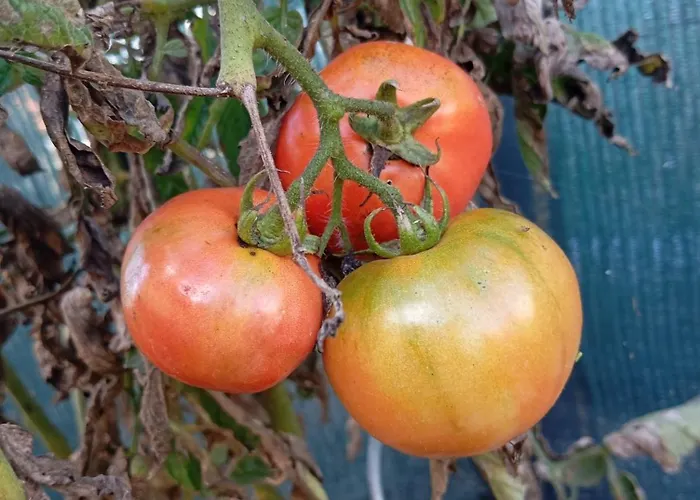 Dinocamp Casa di campagna