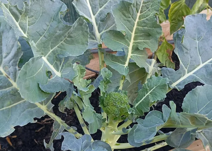 منزل ريفي Dinocamp *