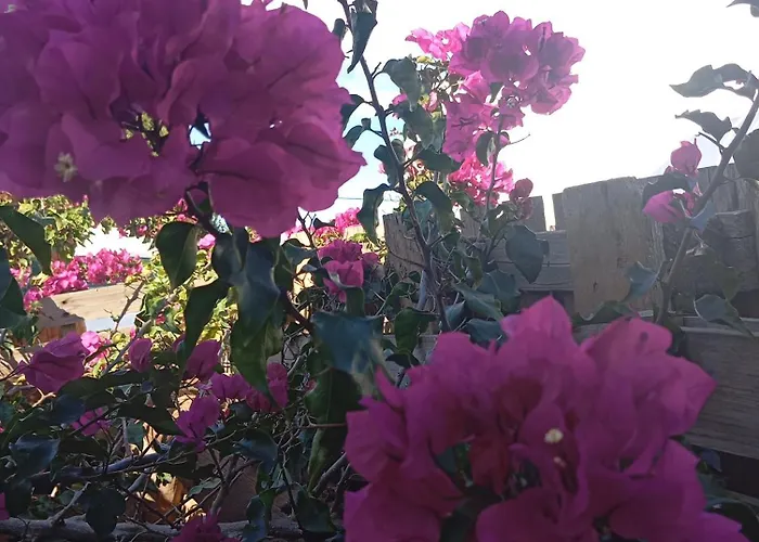 Dinocamp منزل ريفي لورينها